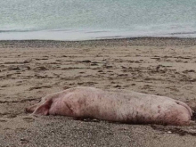 В Крыму море выбросило украинских свиней, заражённых чумой