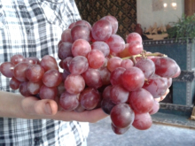 Чтобы достичь уровня СССР, крымских виноградников должно быть в шесть раз больше