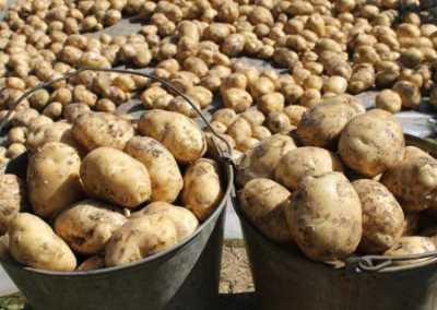 В Донецке стремительно взлетели цены на картофель