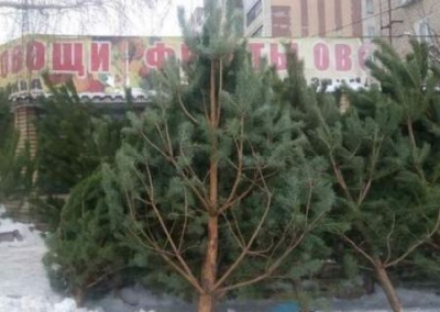 Праздник приближается. Сколько стоят новогодние ели и сосны в Луганске