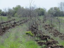 На Херсонщине вырубают последние лесополосы. Украинская нищета грозит Крыму экологической катастрофой