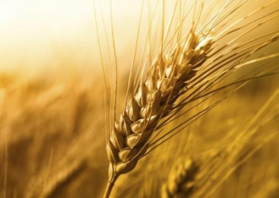 У Украины нет средств на выплаты по «зерновому» кредиту Китаю
