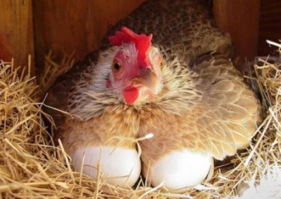 Украина без яиц. Аграрная свердержава покупает продукцию птицеводства в Белоруссии