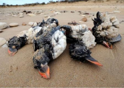 На севере Крыма катастрофическая гибель диких птиц. Беда пришла с Украины