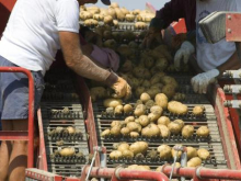 «Житницу Европы» ждёт новый неурожай картофеля