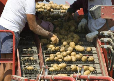«Житницу Европы» ждёт новый неурожай картофеля