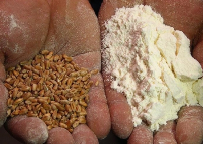 Эрдоган согласился перерабатывать российское зерно в муку для бедных стран