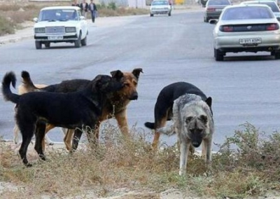 Собачий террор в Крыму. Делом о нападении пса на школьника занялся следственный комитет России