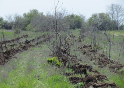 На Херсонщине вырубают последние лесополосы. Украинская нищета грозит Крыму экологической катастрофой