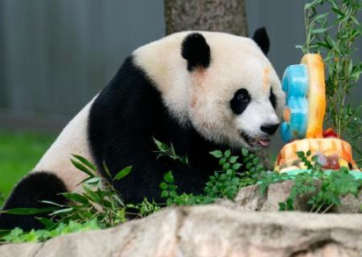 И медведей верните! Китай сворачивает «панда-дипломатию» в США