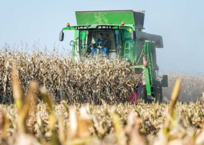 Власти Румынии обманули местных фермеров, разрешив импорт украинского и молдавского зерна