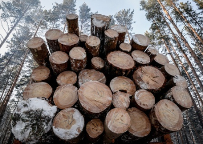 Лысая Украина. Зеленский собирается отменить запрет на экспорт украинского леса