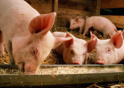 Украинское зерно съели испанские свиньи, а не голодающие в Африке