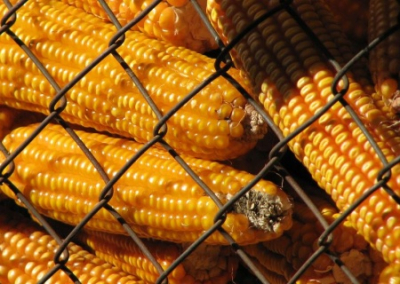 Financial Times: Евросоюз существенно поднимет пошлины на продукцию с Украины