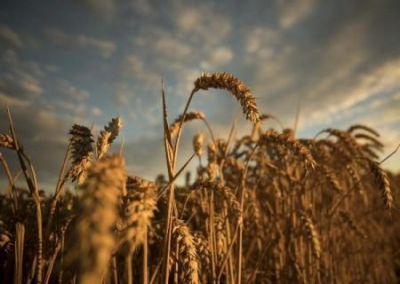 У Запада новая головная боль: как вывезти зерно с Украины