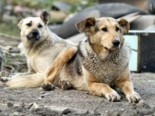 В Львовской области собака приволокла домой человеческую ногу