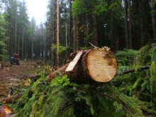 Война между контрабандистами и пограничниками помогла скрыть факты нелегальной вырубки леса на Буковине