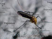 Биодроны Пентагона: Какие регионы РФ попадают в зону поражения комаров-переносчиков ВИЧ и лихорадки
