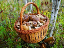 Украинцам разрешили собирать грибы в Белоруссии