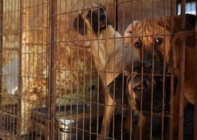 Власти Южной Кореи запретили населению питаться собаками