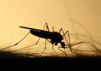 После «библейского потопа» Крым атаковали комары-мутанты